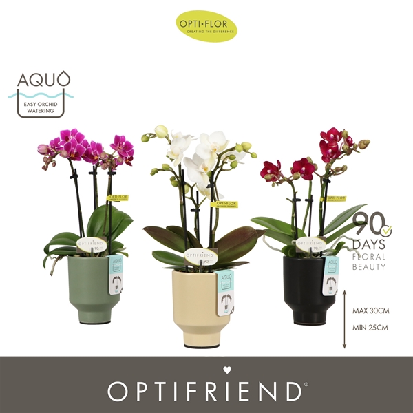 Phalaenopsis 3-t Mixtray in Emilia Mix Aquo