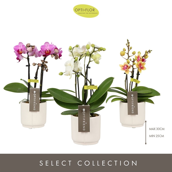 Phalaenopsis 3-t Mixtray in Piemonte White