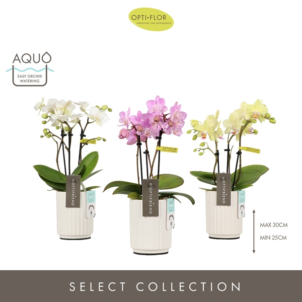 Phalaenopsis 3-t Mixtray in Molise White Aquo