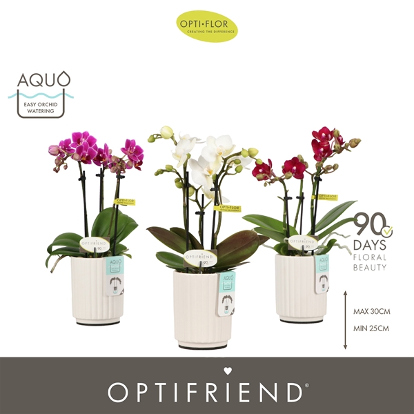 Phalaenopsis 3-t Mixtray in Molise White Aquo