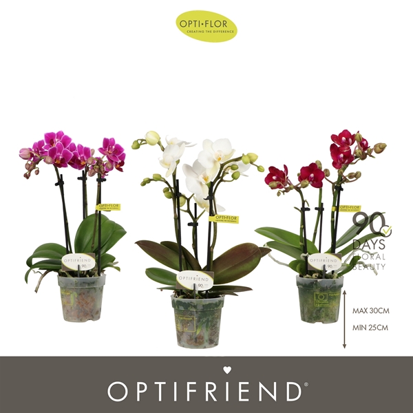Phalaenopsis 3-t Mixtray