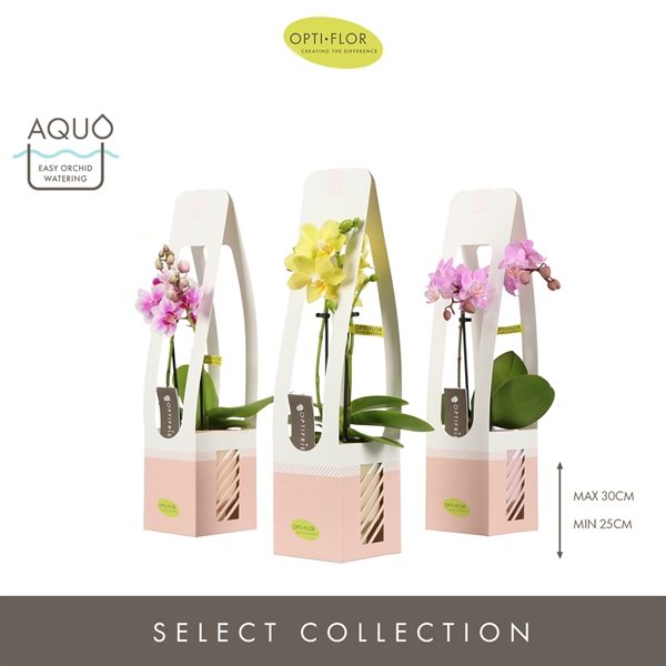 Phalaenopsis 2-t Mix Emilia Keramik Geschenkverpackung
