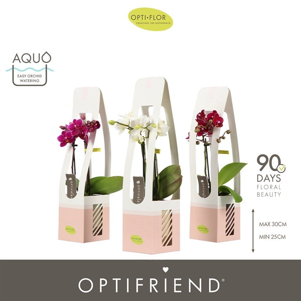 Phalaenopsis 2-t Mix Emilia Keramik Geschenkverpackung