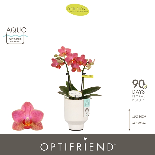 Phalaenopsis 2-t Gwen in Emilia White Aquo
