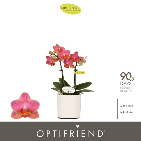 Phalaenopsis 2-t Gwen in Piemonte White