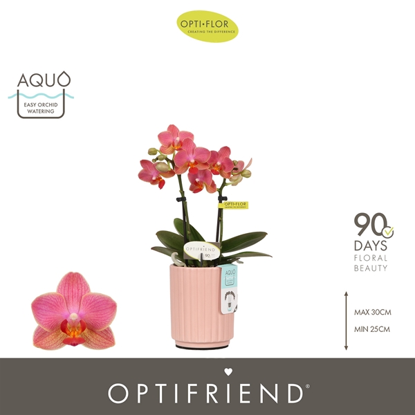 Phalaenopsis 2-t Gwen in Molise Salmon Aquo
