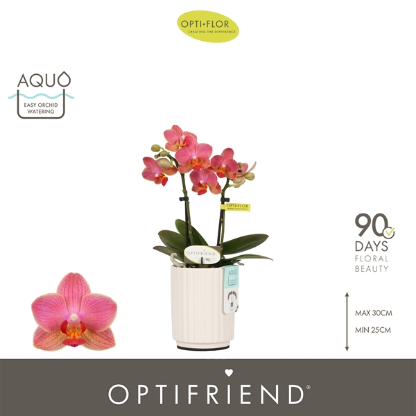 Phalaenopsis 2-t Gwen 2 in Molise White Aquo