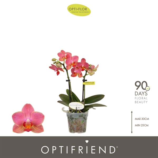 Phalaenopsis 2-t Gwen