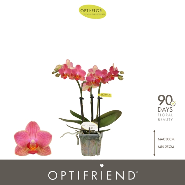 Phalaenopsis 3-t Gwen