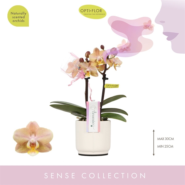 Phalaenopsis 2-t Aromio Honey in Piemonte White