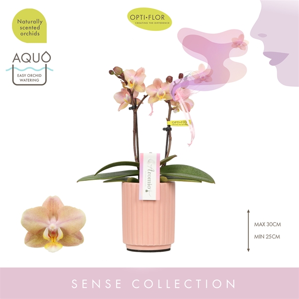 Phalaenopsis 2-t Aromio Honey in Salmon Molise