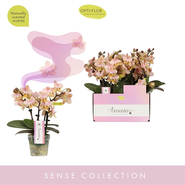 Phalaenopsis 3-t Aromio Honey 