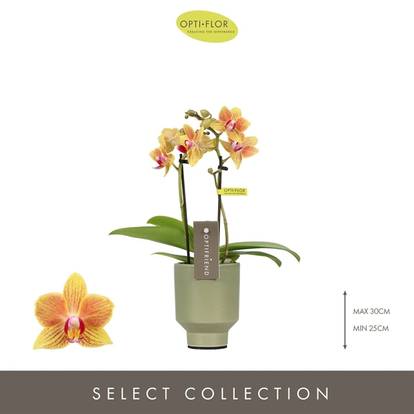 Phalaenopsis 2-t Indy in Emilia Green Aquo