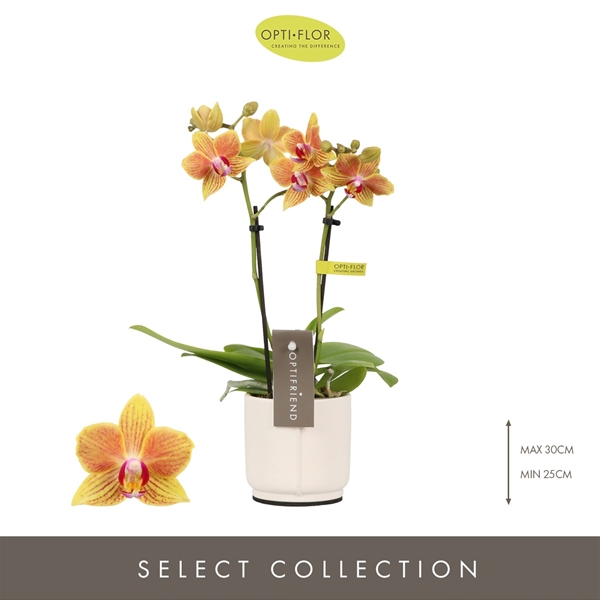 Phalaenopsis 2-t Indy in Piemonte White