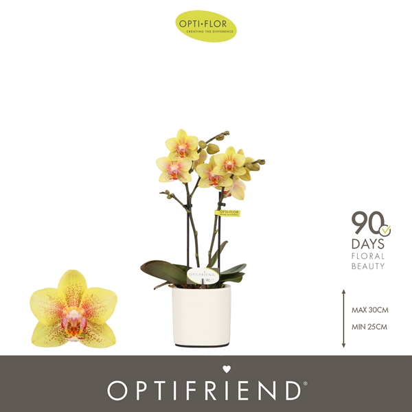 Phalaenopsis 2-t Indy in Piemonte White