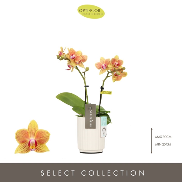 Phalaenopsis 2-t Indy in Molise White Aquo