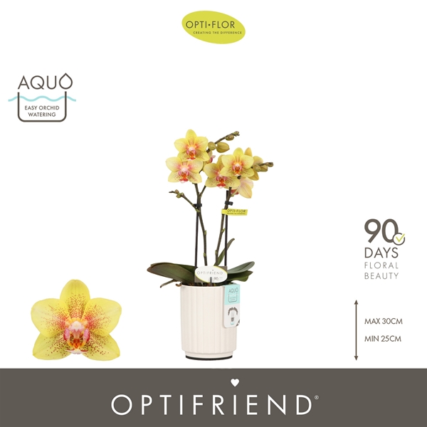 Phalaenopsis 2-t Indy in Molise White Aquo