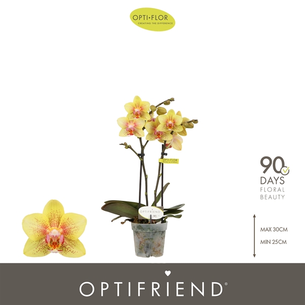 Phalaenopsis 2-t Indy