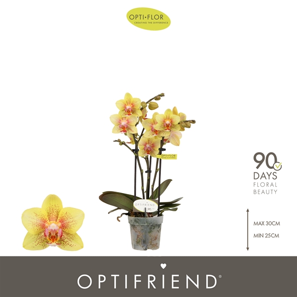 Phalaenopsis 3-t Indy