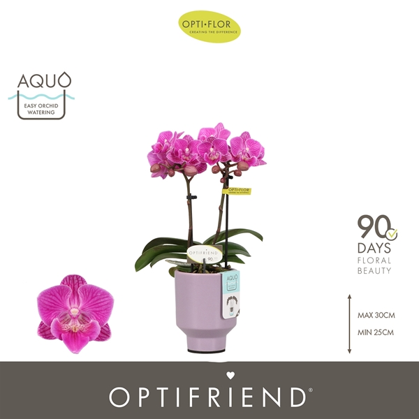 Phalaenopsis 2-t Iris in Emilia Lilac Aquo