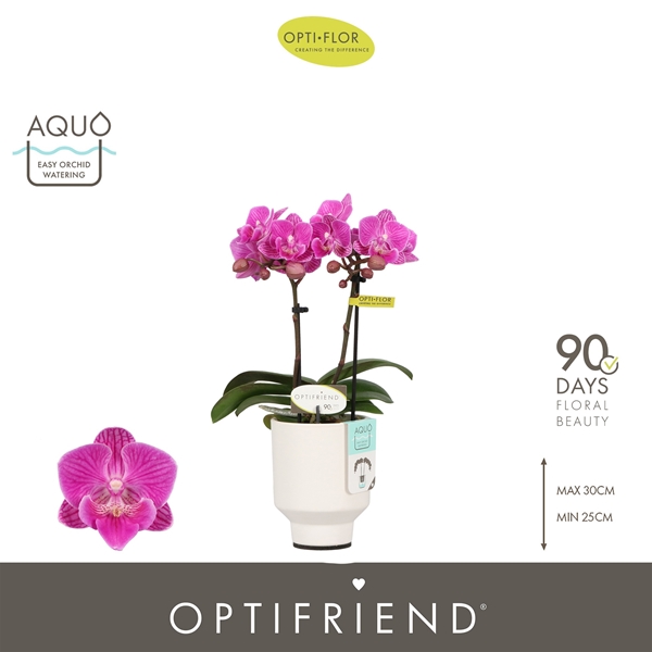 Phalaenopsis 2-t Iris in Emilia White Aquo