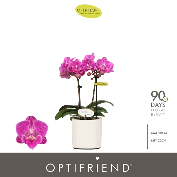 Phalaenopsis 2-t Iris in Piemonte White