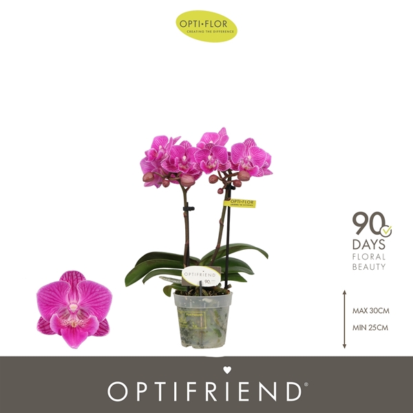 Phalaenopsis 2-t Iris 