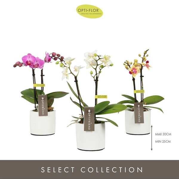 Phalaenopsis 2-t Mixtray in Piemonte White