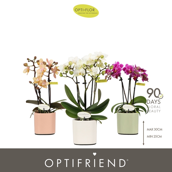 Phalaenopsis 3-t Mixtray in Piemonte Mix