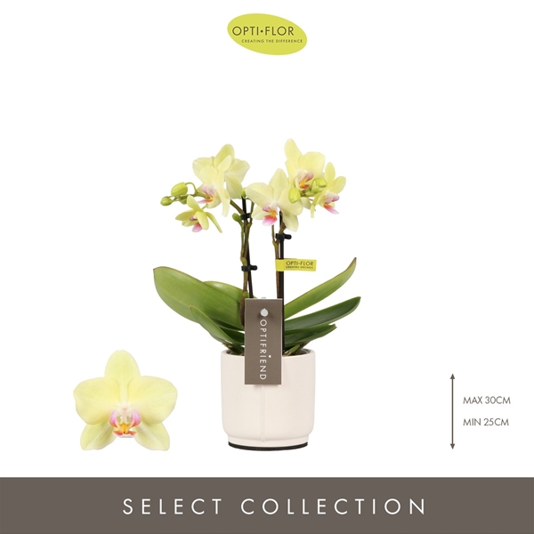 Phalaenopsis 2-t Lena in Piemonte White