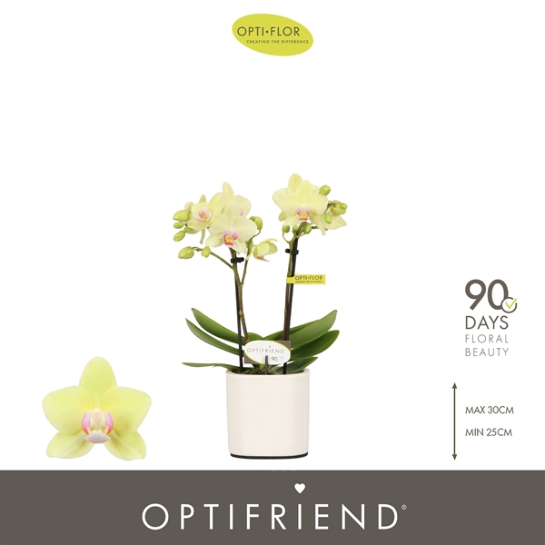 Phalaenopsis 2-t Lena in Piemonte White