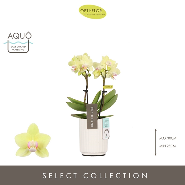Phalaenopsis 2-t Lena 2 in Molise White Aquo