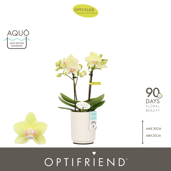 Phalaenopsis 2-t Lena 2 in Molise White Aquo