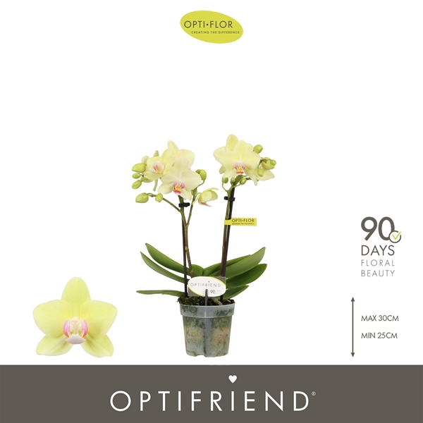 Phalaenopsis 2-t Lena