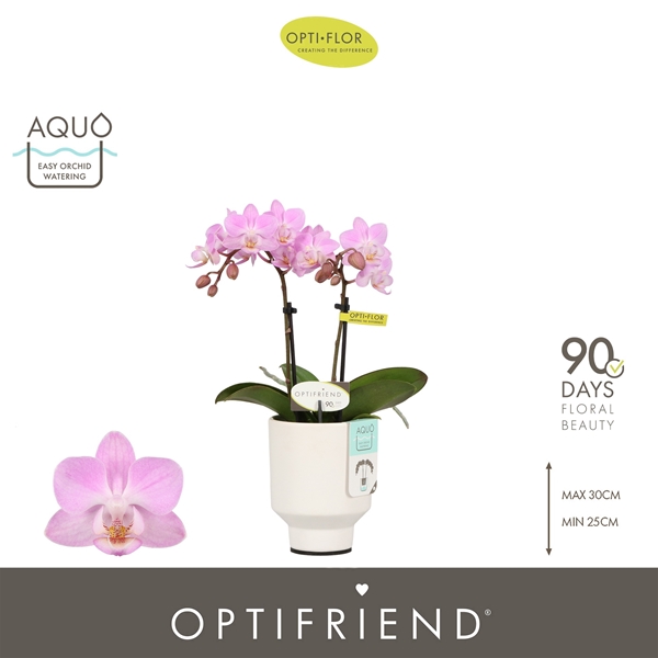 Phalaenopsis 2-t Lieke in Emilia White Aquo