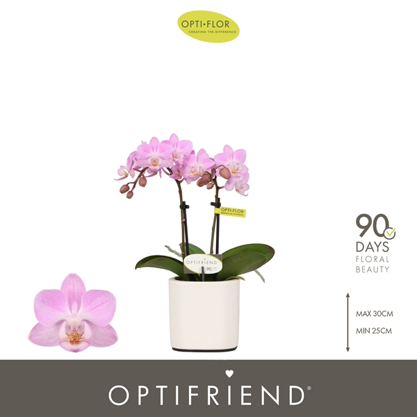 Phalaenopsis 2-t Lieke in Piemonte White