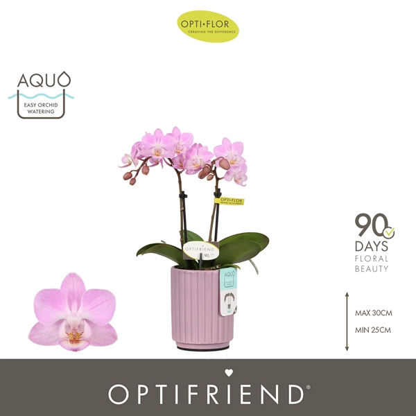 Phalaenopsis 2-t Lieke in Molise Lilac Aquo