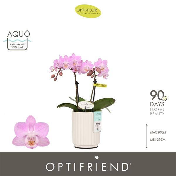 Phalaenopsis 2-t Lieke in Molise White Aquo