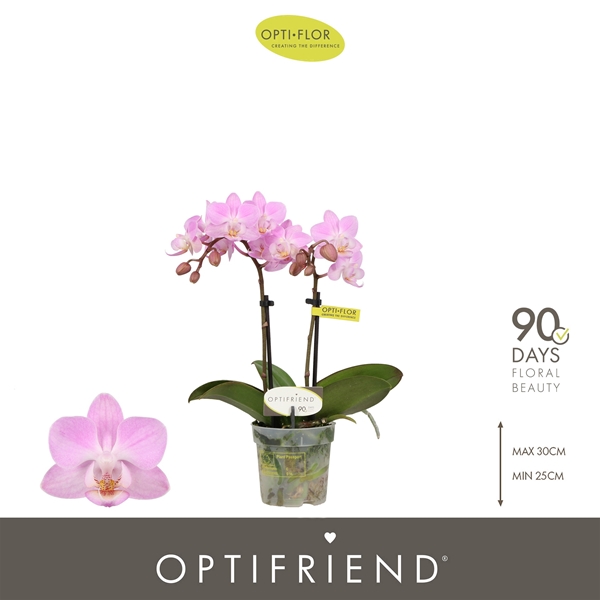 Phalaenopsis 2-t Lieke