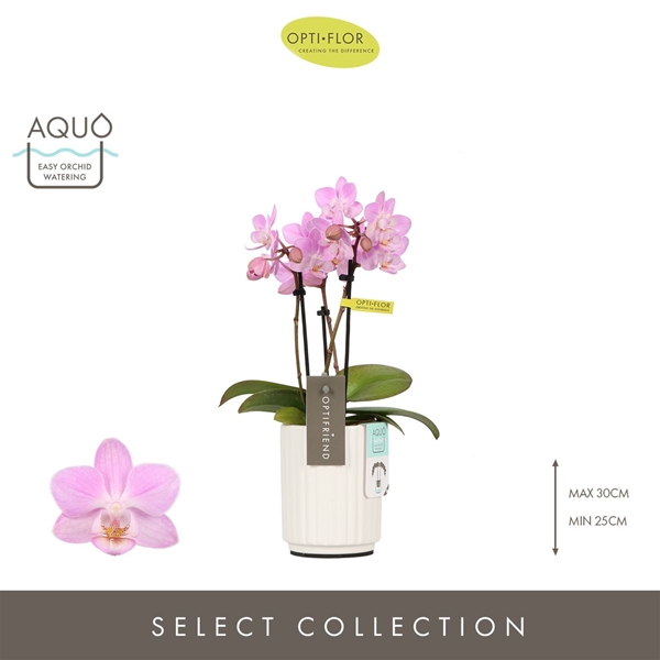Phalaenopsis 3-t Lieke in Molise White Aquo