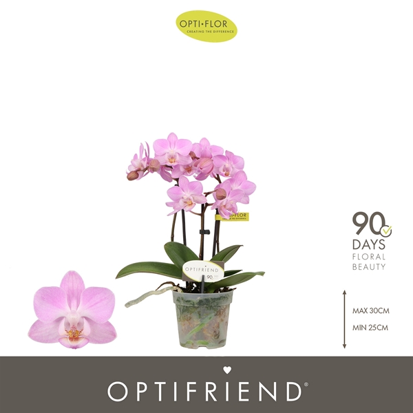Phalaenopsis 3-t Lieke