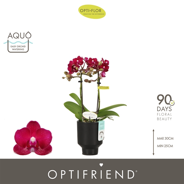 Phalaenopsis 2-t Lola in Emilia Brown Aquo