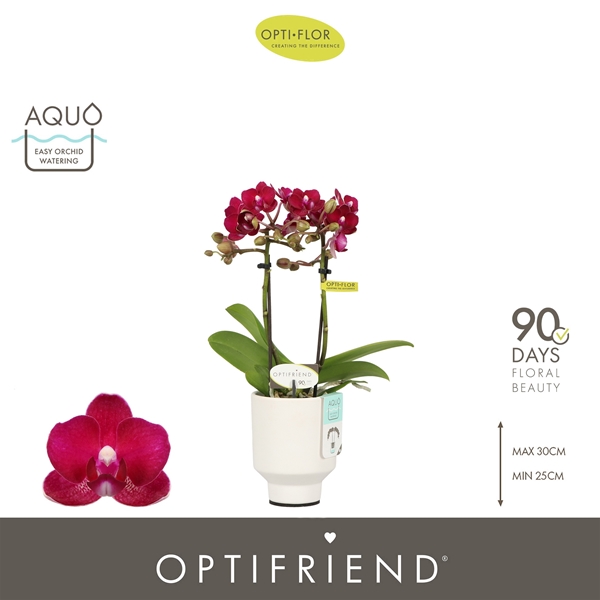 Phalaenopsis 2-t Lola 2 in Emilia White Aquo