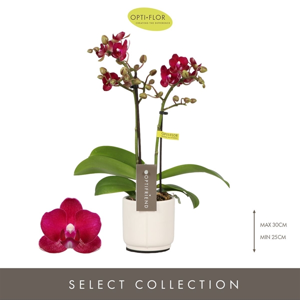 Phalaenopsis 2-t Lola in Piemonte White