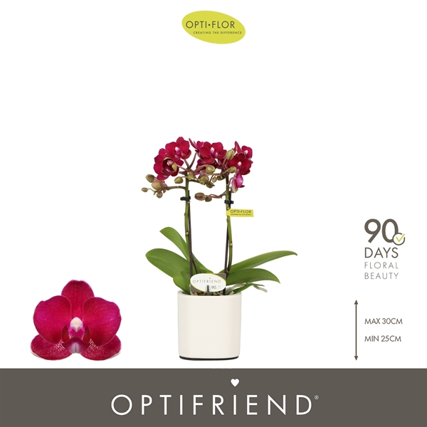 Phalaenopsis 2-t Lola in Piemonte White