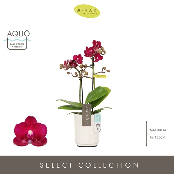 Phalaenopsis 2-t Lola in Molise White Aquo