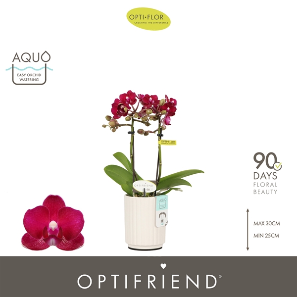 Phalaenopsis 2-t Lola in Molise White Aquo