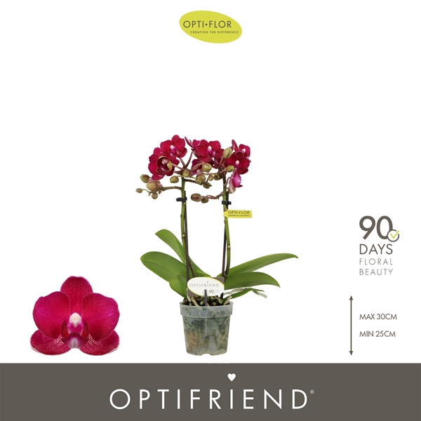 Phalaenopsis 2-t Lola