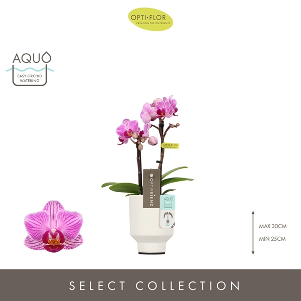 Phalaenopsis 2-t Lotte in Emilia White Aquo