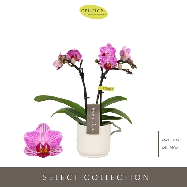 Phalaenopsis 2-t Lotte in Piemonte White